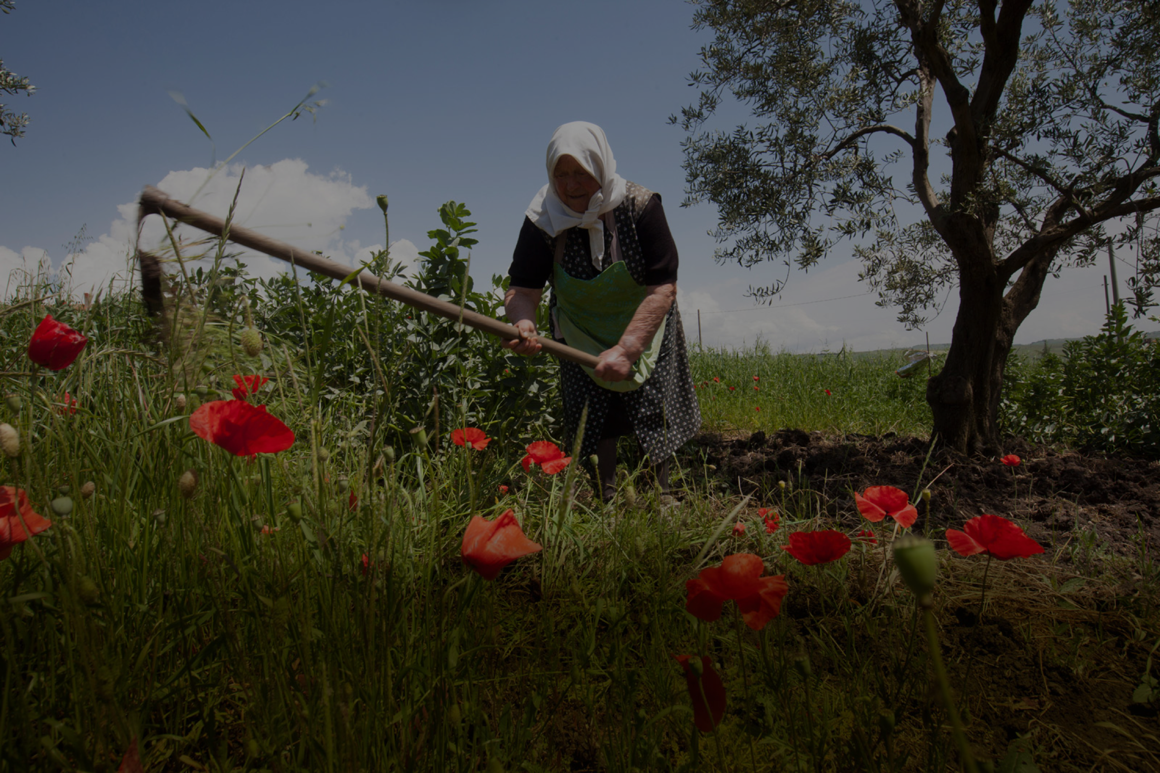signora anziana lavora la terra in un campo